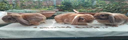 Mini Lop rabbits for sale: Pretty (Mostly) Female Minilop and Dwarf Lop - Advert 8