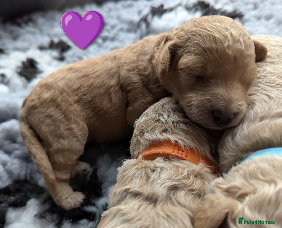 Poochon dogs for sale: 🐾 Adorable F1b Poochon Puppies - Ready November🐾 - Image 6