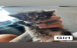 Mixed Breed cats for sale: Gorgeous Grey Kittens - Image 3