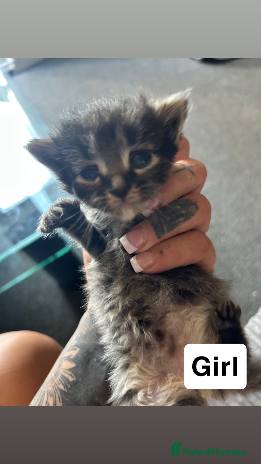 Mixed Breed cats for sale: Gorgeous Grey Kittens - Image 3