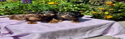 Miniature Dachshund dogs for sale: Boys kc reg dna tested mini dachshund puppies  - Advert 5