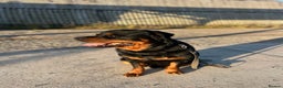 Rottweiler dogs for sale: Selling my Rottweiler  - Advert 3