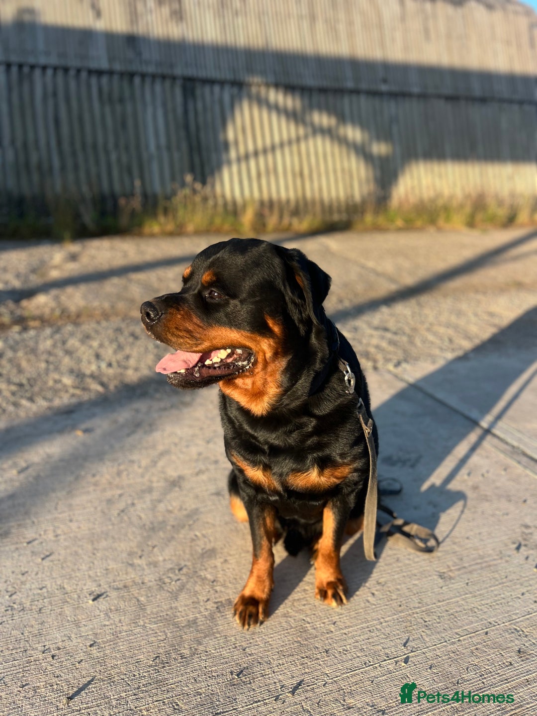 Rottweiler dogs for sale: Selling my Rottweiler  - Advert 3