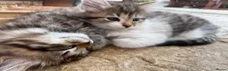 Mixed Breed cats for sale: Fluffy white and tabby super friendly kittens  in Rugby - Advert 19