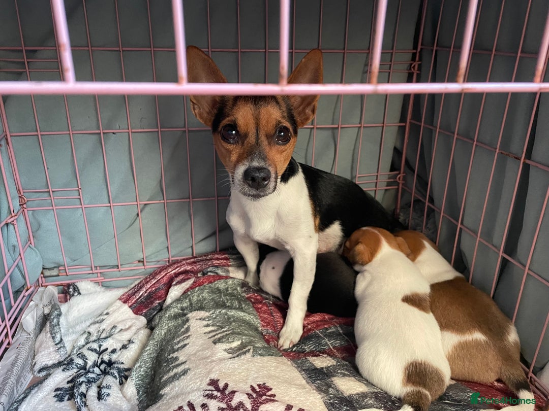 Jack Russell dogs for sale: Jack Russel Pups Short Legged - Image 10