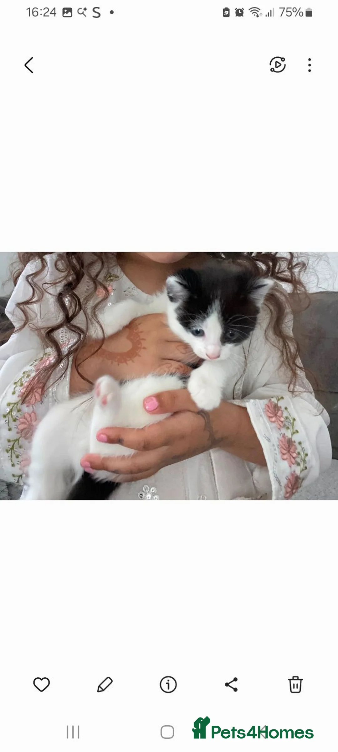 Mixed Breed cats for sale: Male kitten - Advert 2