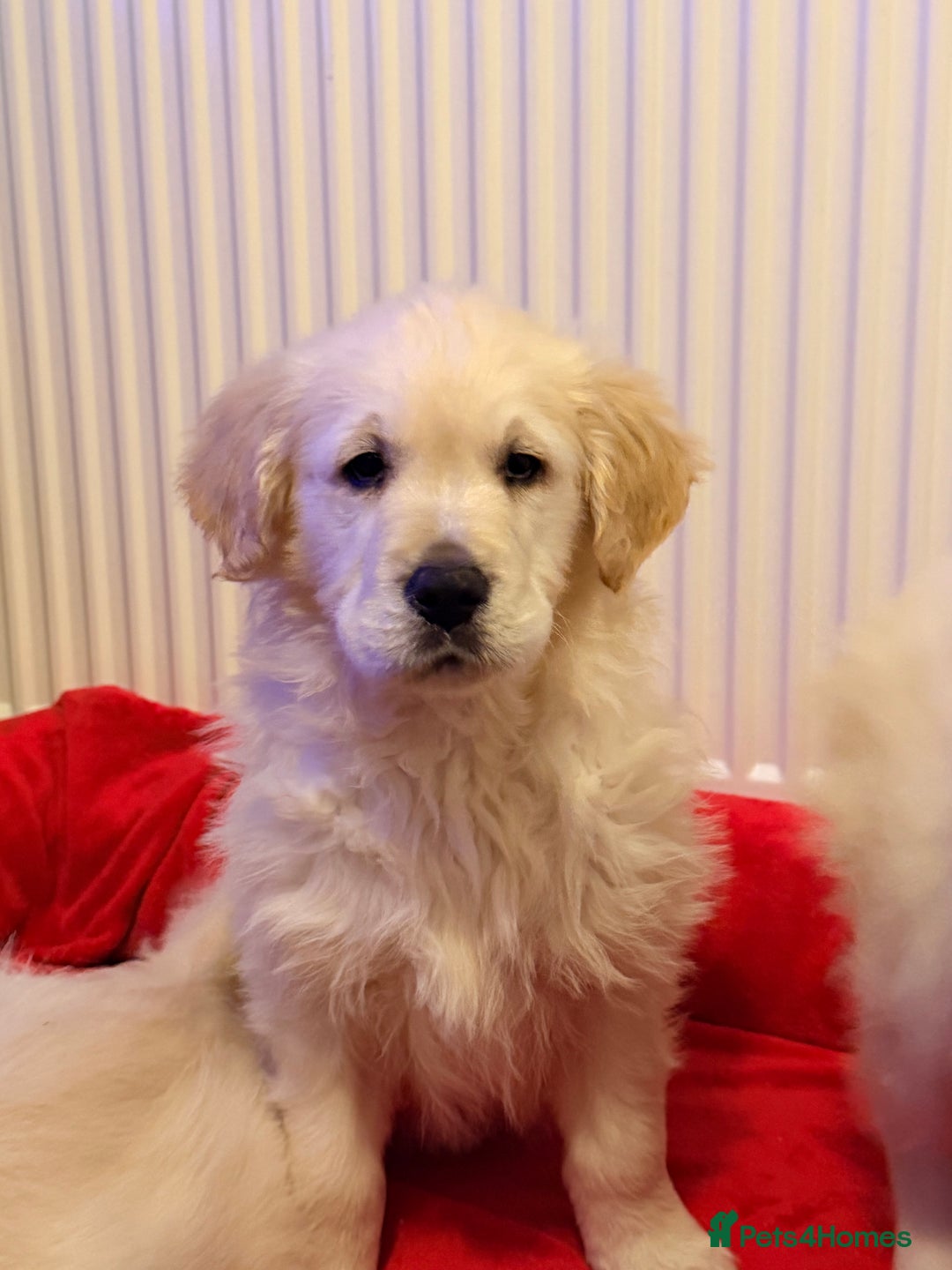 Golden Retriever dogs for sale: Fluffy Bears ready to go. Xx - Advert 15