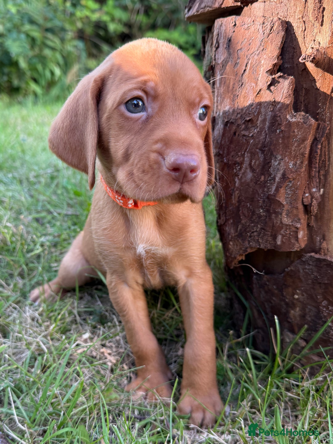 Hungarian Vizsla dogs for sale: Hungarian Vizsla Puppy -  KC Vizsla pups DNA Tested Hip Elbow Scored - Image 12