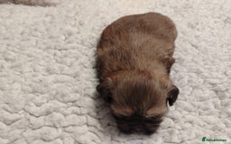 Shih Tzu dogs for sale: Shih tzu  - Image 7