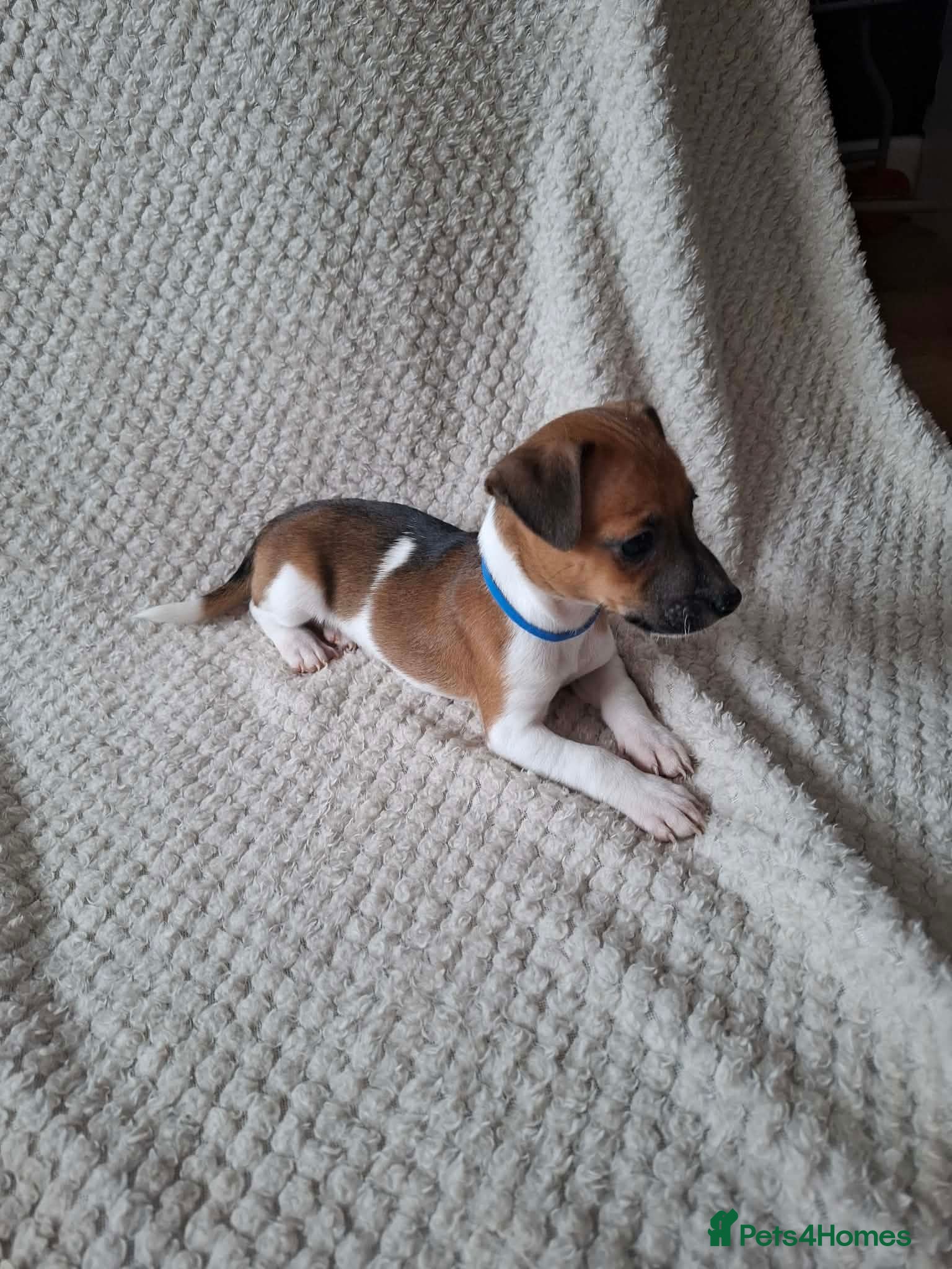 Jack Russell dogs Jack Russell Puppies  - Advert 2
