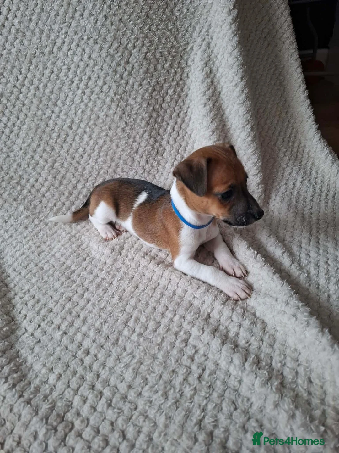 Jack Russell dogs for sale: Jack Russell Puppies  - Advert 1