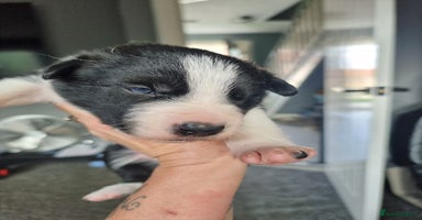 Border Collie dogs - Advert 6