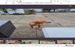 Labrador Retriever dogs for sale: Gorgeous lab girl looking for her new sofa - Image 5