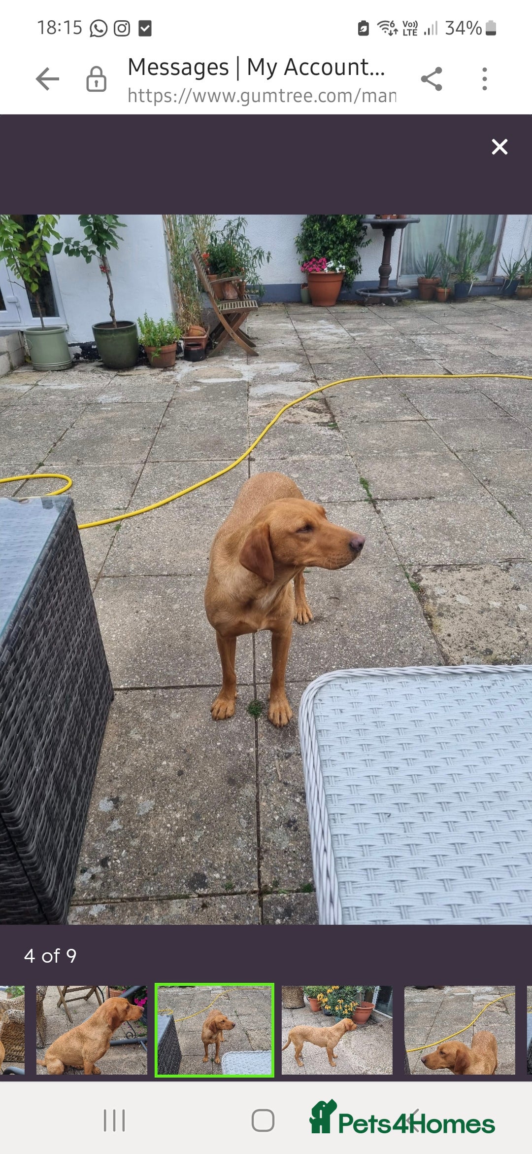 Labrador Retriever dogs for sale: Gorgeous lab girl looking for her new sofa - Image 5