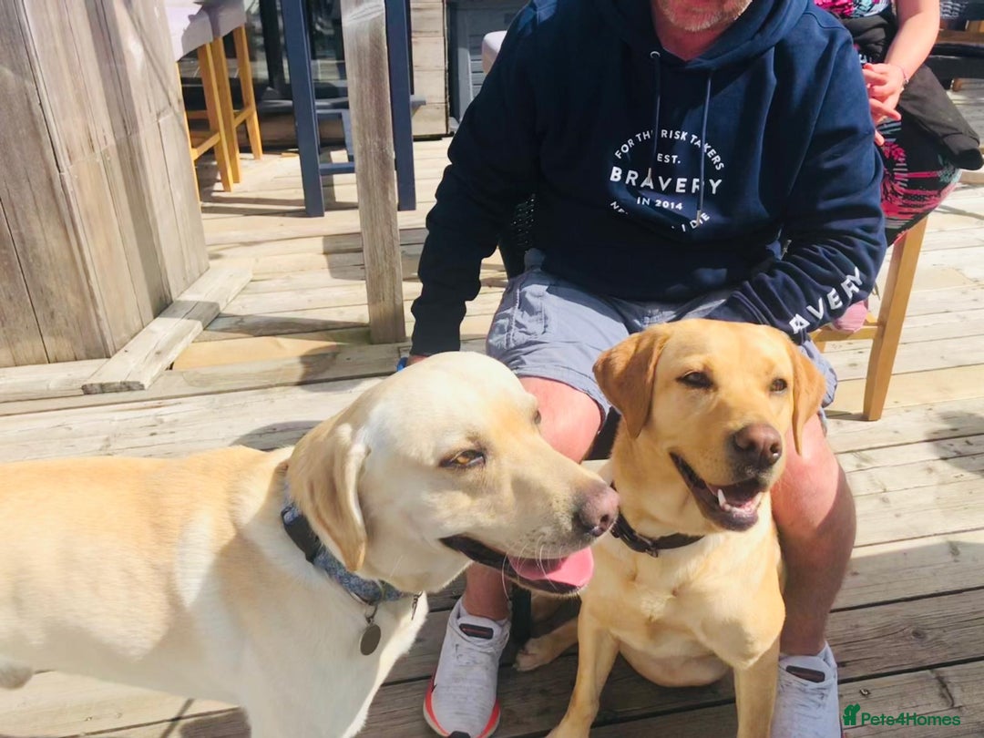 Labrador Retriever dogs for sale: Labrador puppies in Shaftesbury - Image 8