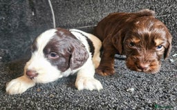 Cockapoo dogs for sale: Cockerpoo puppies F1  - Image 5