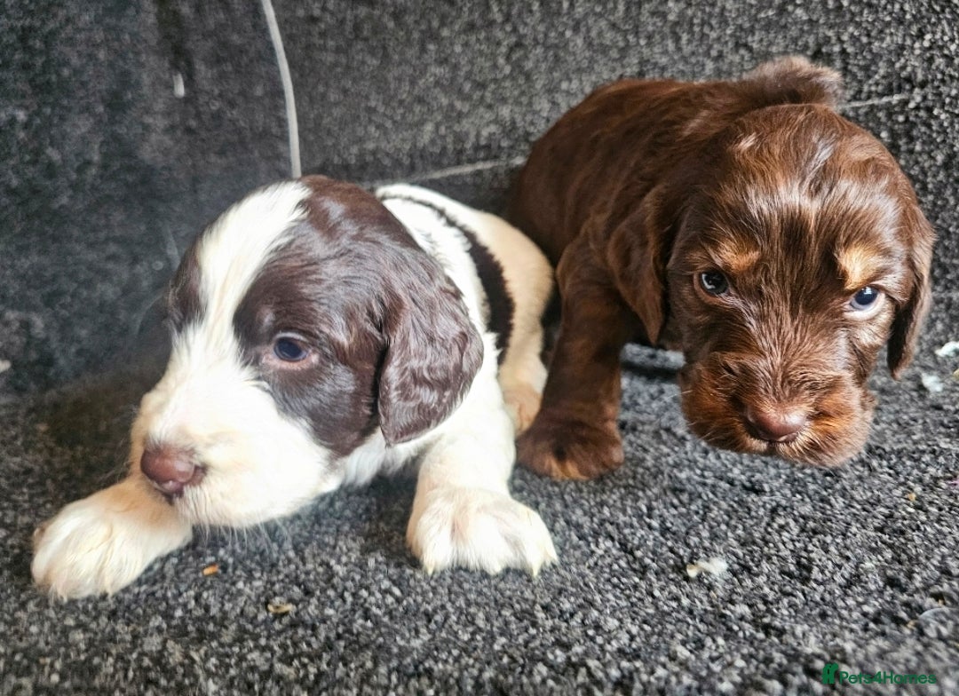 Cockapoo dogs for sale: Cockerpoo puppies F1  - Image 5