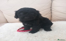 Cavapoo dogs for sale: Cavapoo puppies 8 weeks old ready to leave now - Image 5