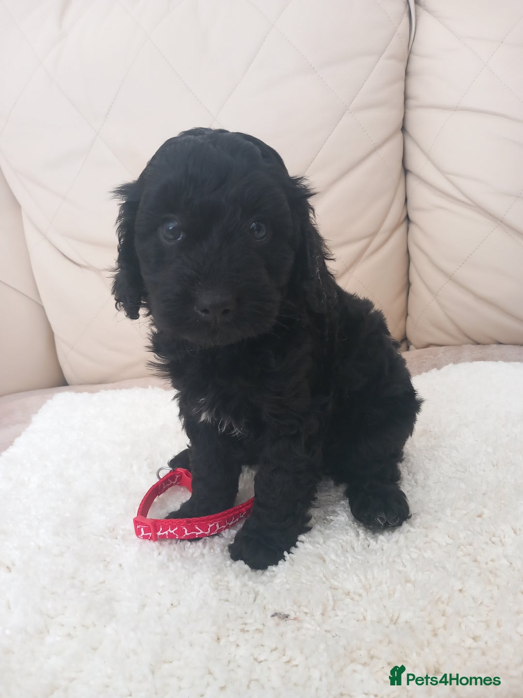 Cavapoo dogs for sale: Cavapoo puppies 8 weeks old ready to leave now - Image 5