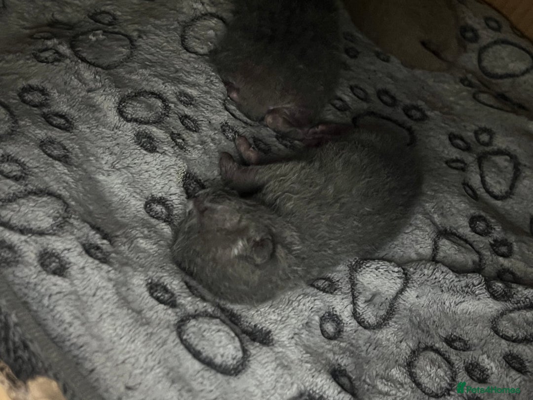 Scottish Fold cats for sale: Scottish fold /Scottish straight KITTENS - Advert 4