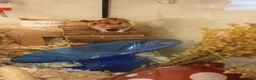 Hamster rodents for sale: Syrian Hamster - Advert 2