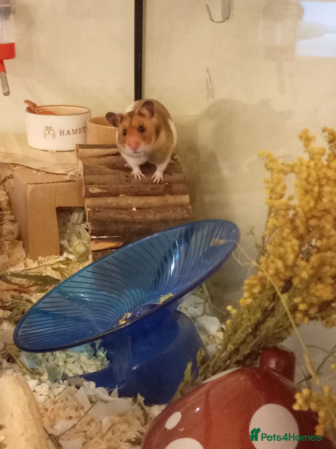 Hamster rodents for sale: Syrian Hamster - Advert 2