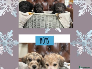 Mixed Breed dogs Westiepoo puppies - Advert 2