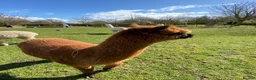 Alpaca livestock for sale: Three lovely female alpacas - Advert 4