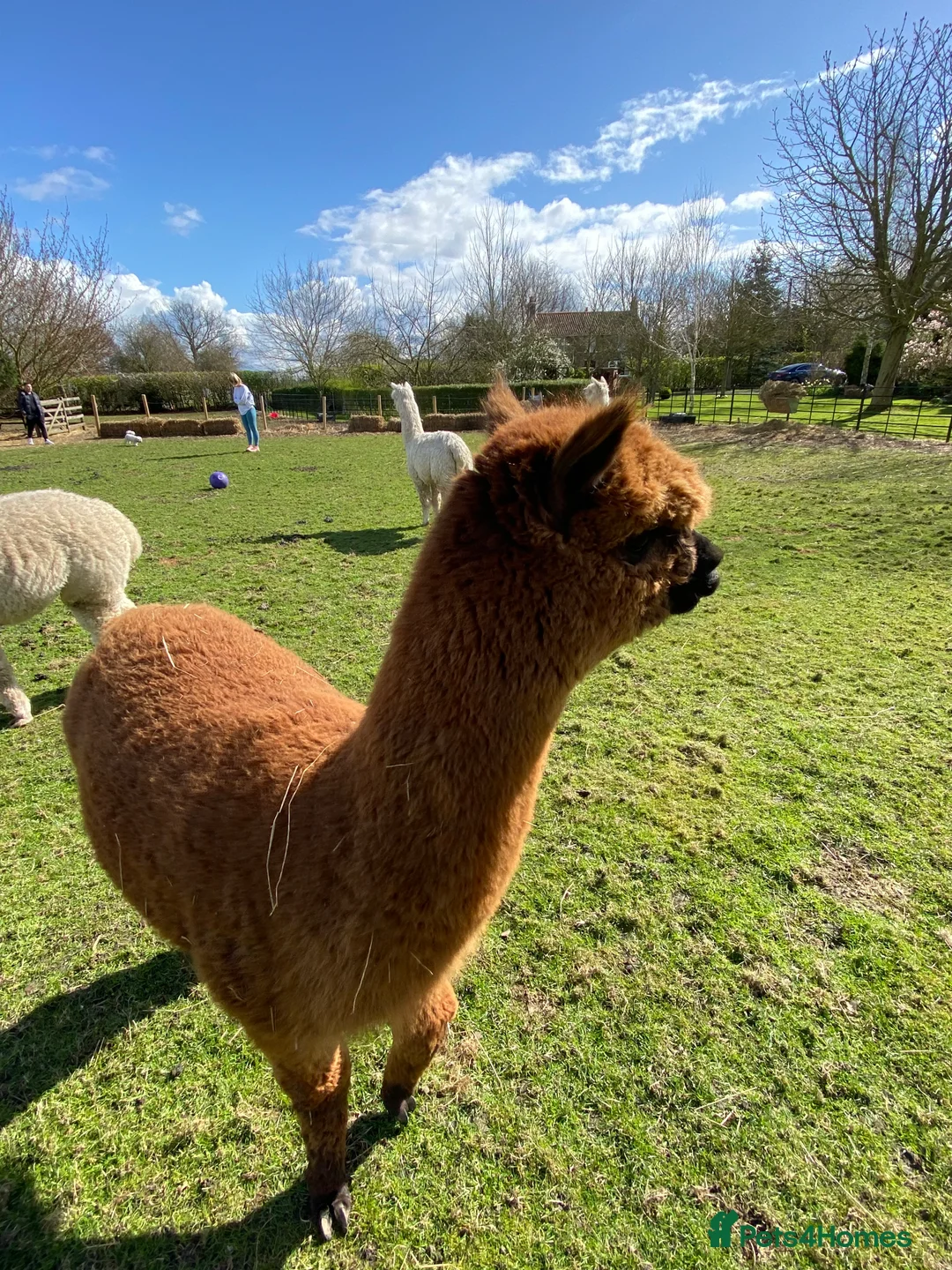 Alpaca livestock for sale: Three lovely female alpacas - Advert 4