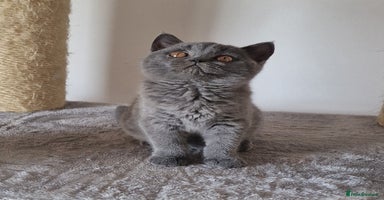 British Shorthair cats - Advert 16