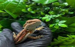 Bearded Dragon reptiles for sale: Hypo orange/red tiger bearded dragon - Image 4