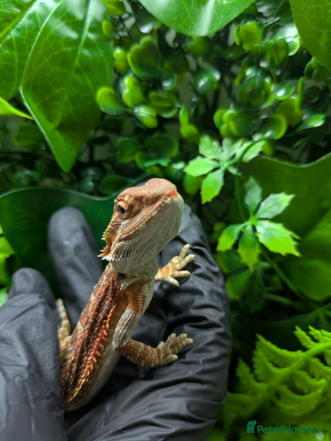 Bearded Dragon reptiles for sale: Hypo orange/red tiger bearded dragon - Image 4