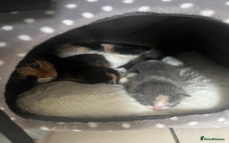 Mixed Breed cats for sale: Kitten  - Advert 3