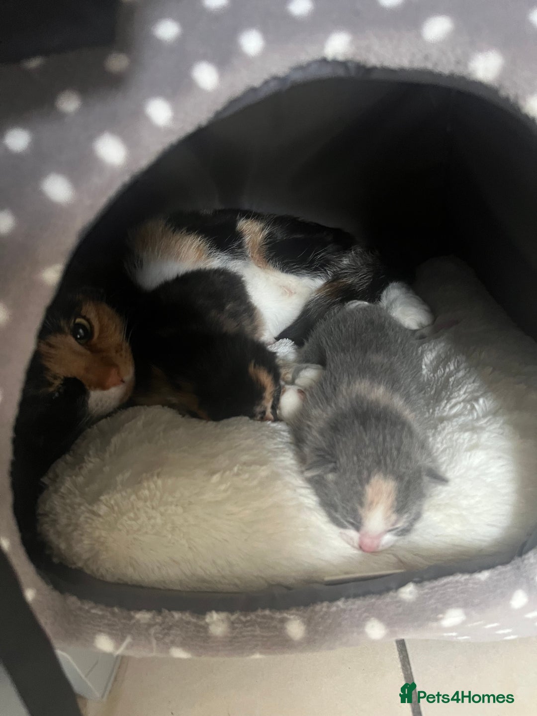 Mixed Breed cats for sale: Kitten  - Advert 3