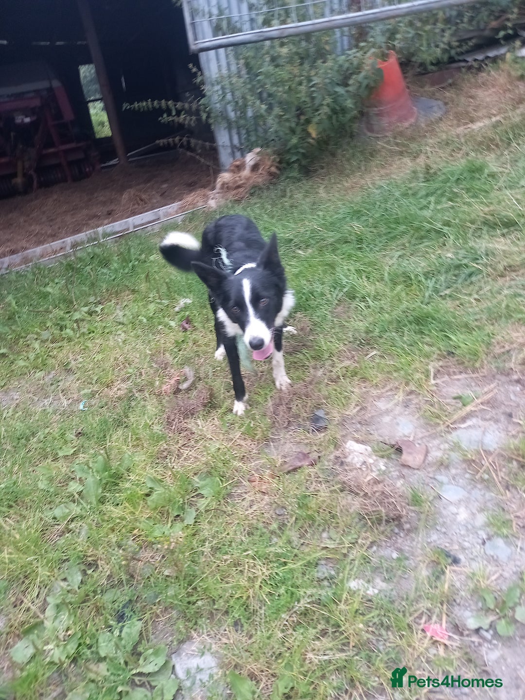Border Collie dogs for sale: Lovely collie bitch looking for a new home - Image 2