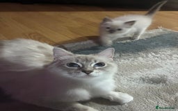 Ragdoll cats for sale: Ragdoll kittens - Image 3