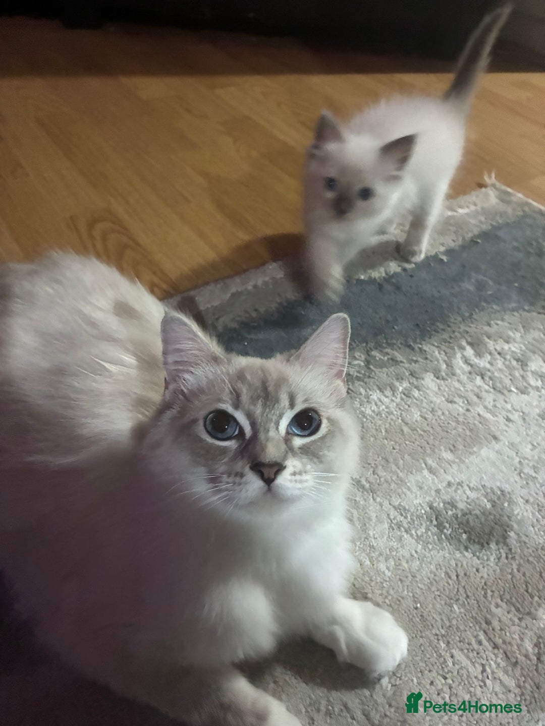 Ragdoll cats for sale: Ragdoll kittens - Image 3