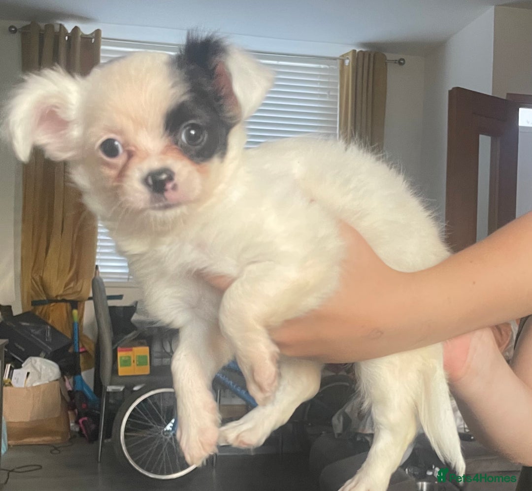 Chihuahua dogs for sale: Chihuahua female puppies - Image 15