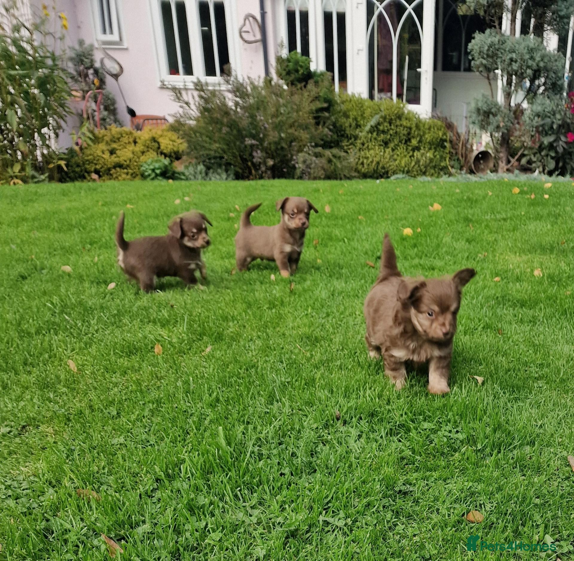 Chipoo dogs Poochi puppies - Advert 11