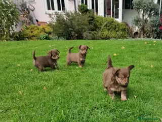 Chipoo dogs Poochi puppies - Advert 11