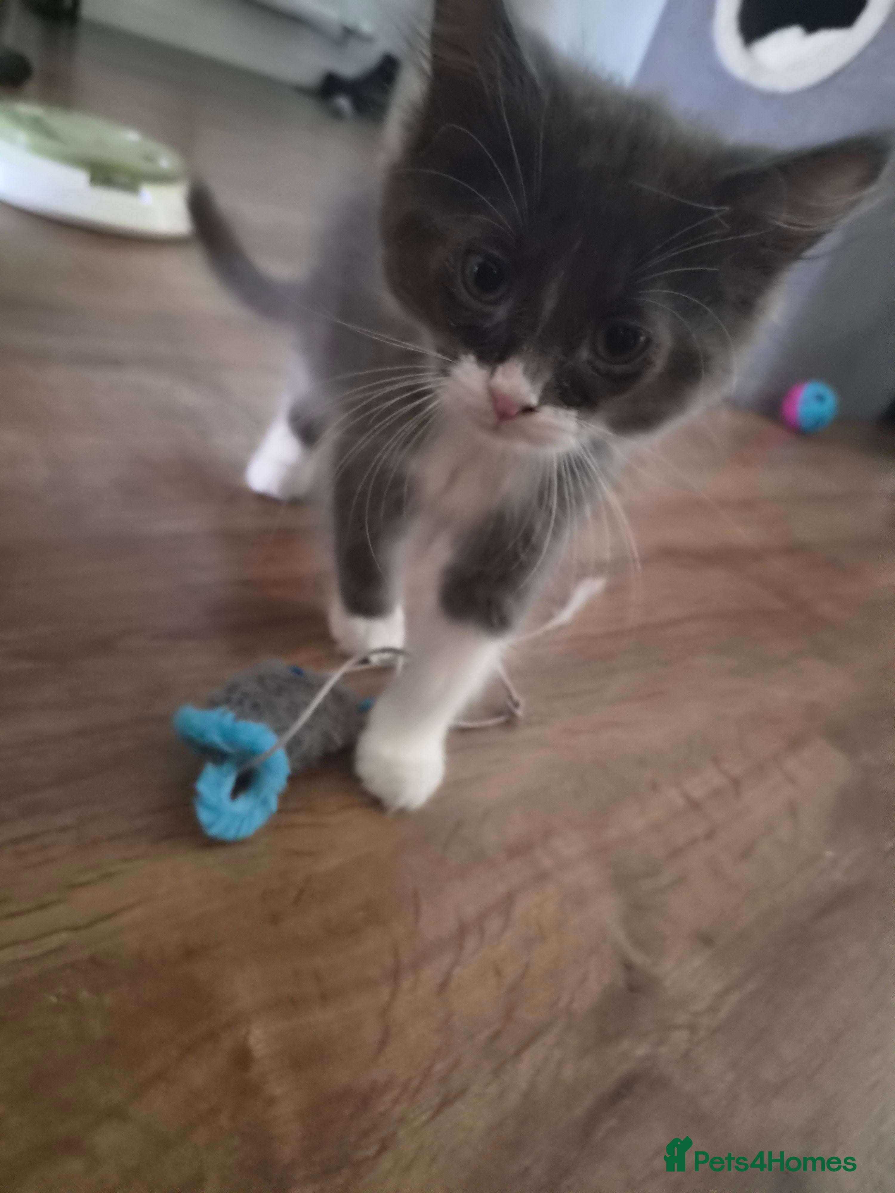 Mixed Breed cats 5 Gorgeous Grey Galoofs  - Advert 2