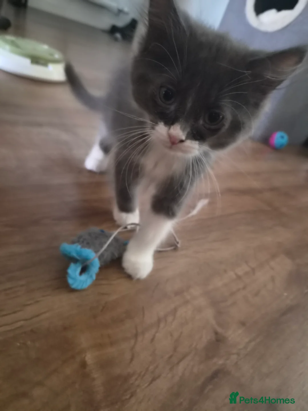 Mixed Breed cats for sale: 5 Gorgeous Grey Galoofs  - Advert 2