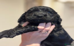 Cocker Spaniel dogs for sale: Beautiful show type cocker spaniels  - Image 3