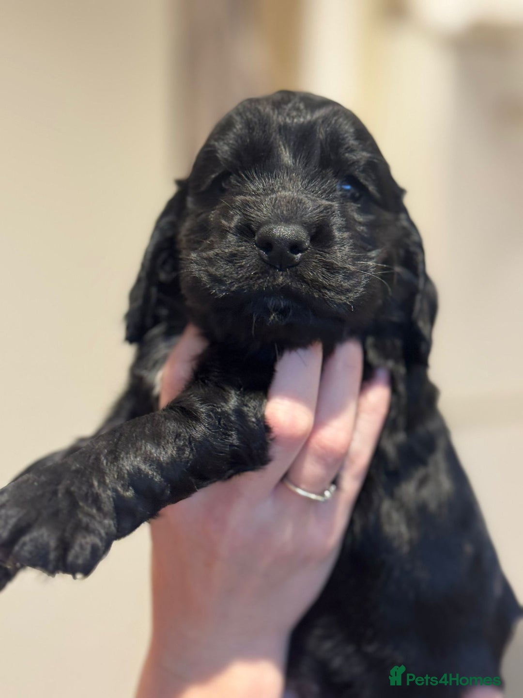 Cocker Spaniel dogs for sale: Beautiful show type cocker spaniels  - Image 3