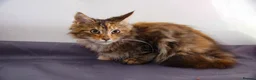 Maine Coon cats for sale: TICA Registered Maine Coon Kittens - Advert 10