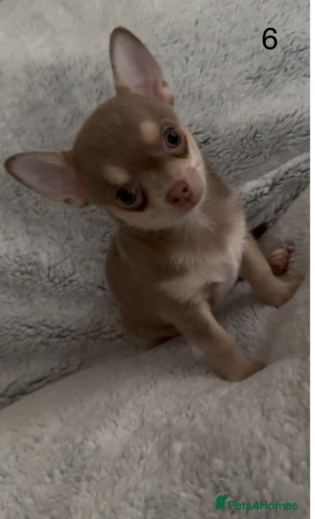 Chihuahua dogs for sale: Beautiful chihuahua pups - Image 18