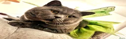 British Shorthair cats for sale: Beautiful British Shorthair Kittens  - Advert 13