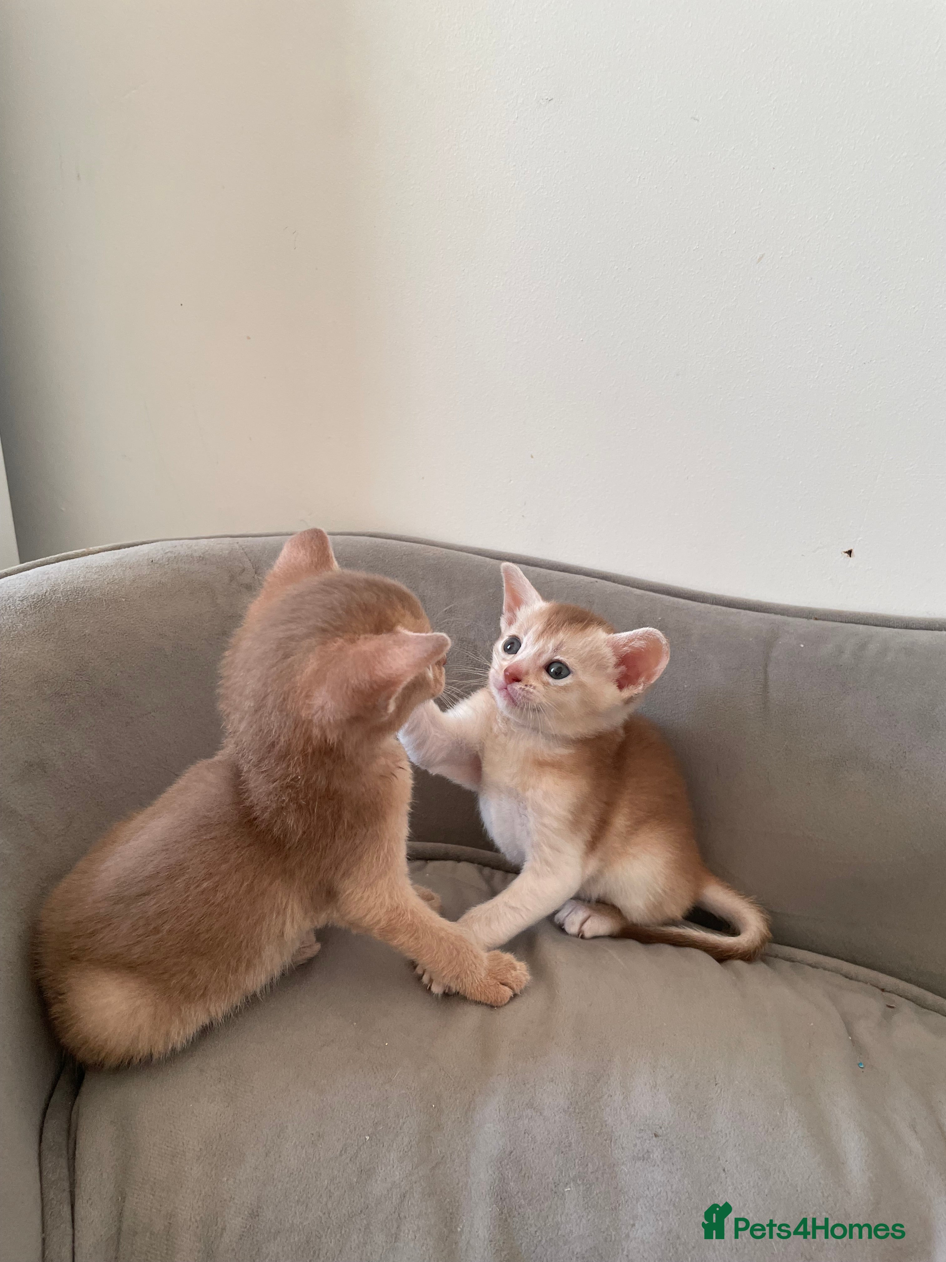 Abyssinian cats Tica registered Abyssinian kittens ready to leave  - Advert 1