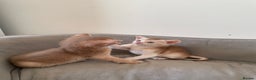 Abyssinian cats for sale: Pure pedigree fawn Abyssinian kittens 🐱  - Advert 11