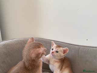 Abyssinian cats Tica registered Abyssinian kittens ready to leave - Advert 1